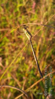 Lestes barbarus