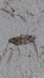 Eupithecia linariata