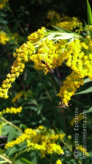 Ammophila