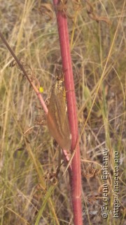 Myrmecaelurus trigrammus