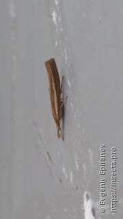 Agriphila