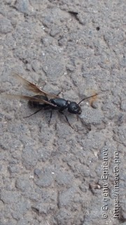 Camponotus vagus