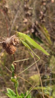 Phaneroptera