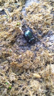 Anoplotrupes stercorosus