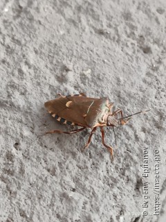 Имаго  Pinthaeus sanguinipes