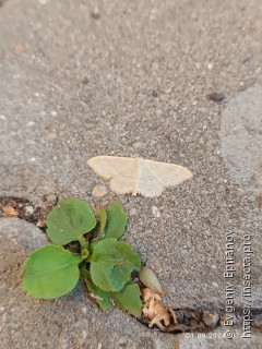 Idaea straminata