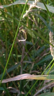 Lestes virens vestalis