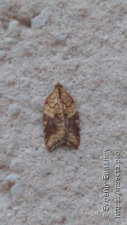 Acleris rhombana