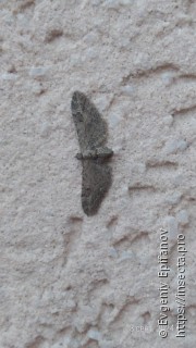 Eupithecia