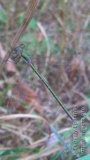 Lestes virens