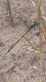 Lestes virens