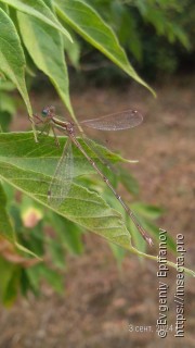 Lestes barbarus