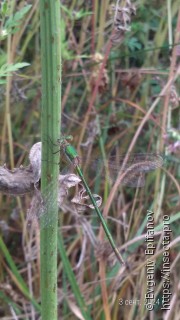 Lestes virens