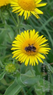 Eristalinus sepulchralis