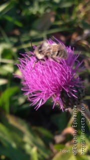 Bombus sylvarum