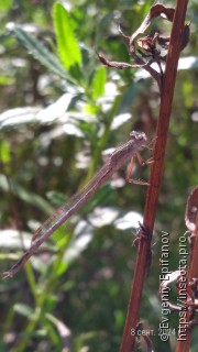 Sympecma paedisca