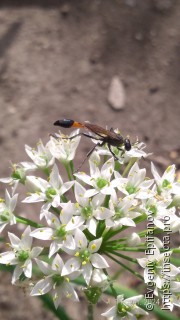 Ammophila sabulosa