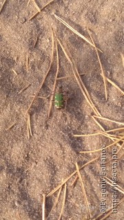 Cicindela soluta