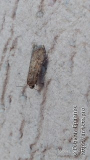 Spodoptera exigua