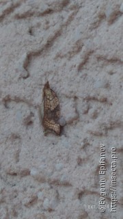 Acleris rhombana