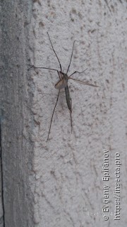 Tipula paludosa