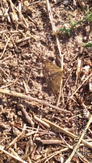 Pyrausta despicata