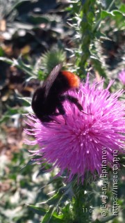 Bombus lapidarius