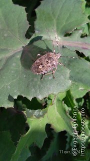 Rhaphigaster nebulosa