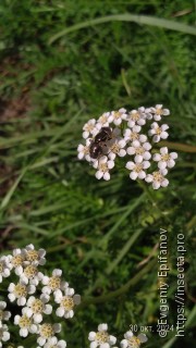 Eristalinus aeneus