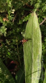 Beosus quadripunctatus