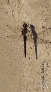 Sympetrum striolatum