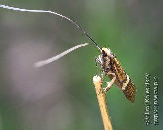 Nemophora degeerella