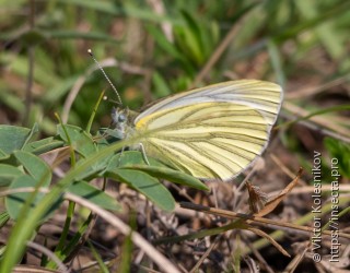 Pieris rapae