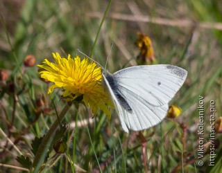 Pieris napi