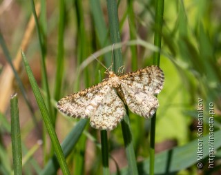 Heliomata glarearia