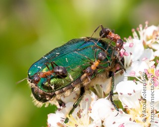 Formica sanguinea