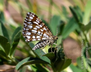 Chiasmia clathrata