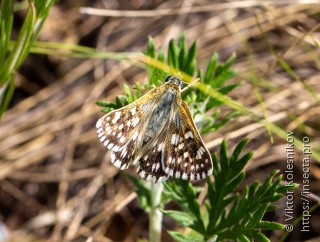 Muschampia cribrellum