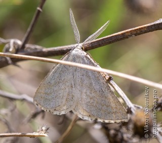 Perconia strigillaria