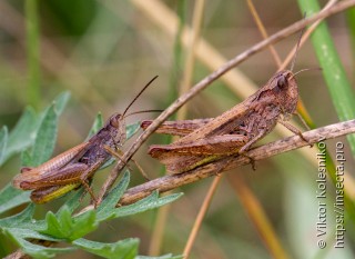 Chorthippus apricarius