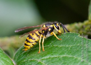 Vespula vulgaris