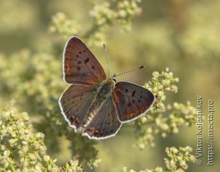 Lycaena tityrus