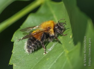 Bombus hypnorum