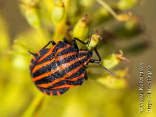 Graphosoma lineatum