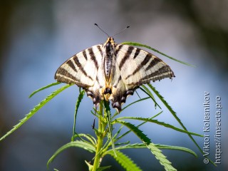 Iphiclides podalirius