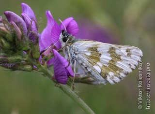 Muschampia tessellum