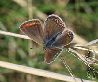 Polyommatus icarus