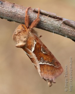 Самец  (Triodia sylvina)