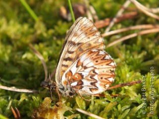 Boloria freija