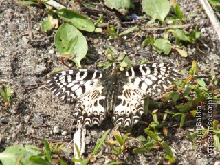 Zerynthia polyxena